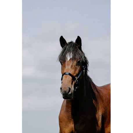 Cabezada de nylon RIDING WORLD - Cushion