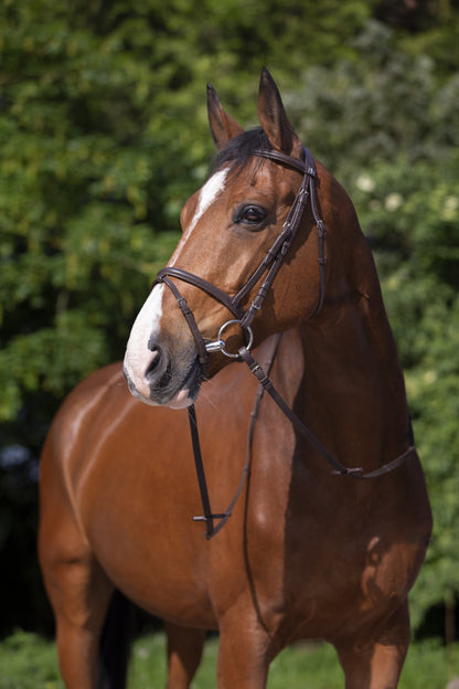 Cabezada de Montar económica Riding World Cuero, muserola acolchada y hebillas de acero inox.