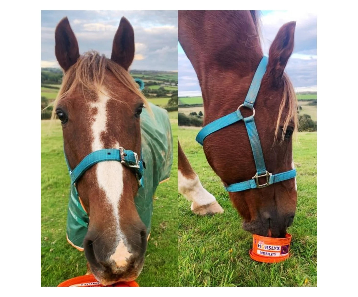 Horslyx MOBILITY 650 g – Bloque multivitamínico y mineral para caballos y ponis.