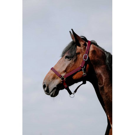 Cabezada de nylon RIDING WORLD - Cushion