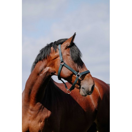 Cabezada de nylon RIDING WORLD - Cushion