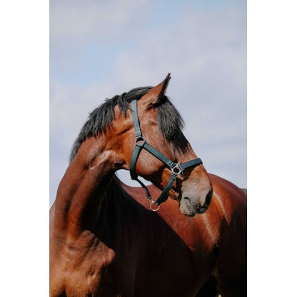 Cabezada de nylon RIDING WORLD - Cushion