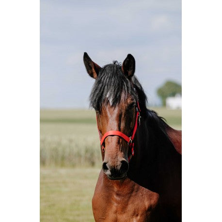Cabezada de nylon RIDING WORLD - Cushion