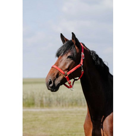 Cabezada de nylon RIDING WORLD - Cushion