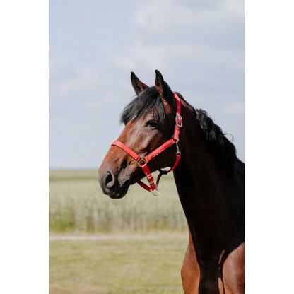 Cabezada de nylon RIDING WORLD - Cushion