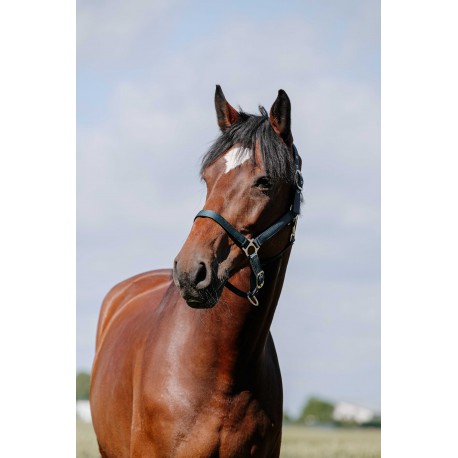 Cabezada de nylon RIDING WORLD - Cushion