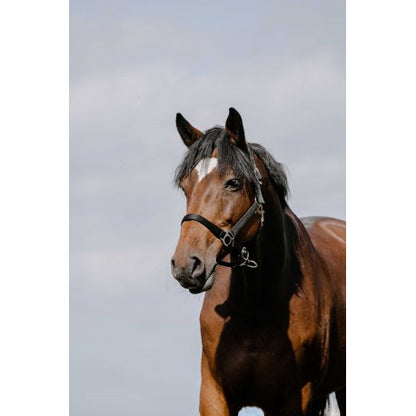 Cabezada de nylon RIDING WORLD - Cushion