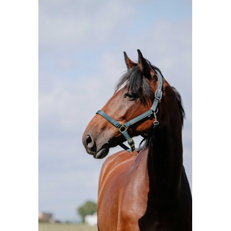 Cabezada de nylon RIDING WORLD - Cushion