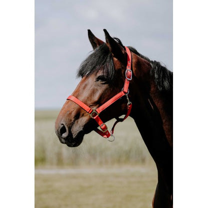 Cabezada de nylon RIDING WORLD - Cushion